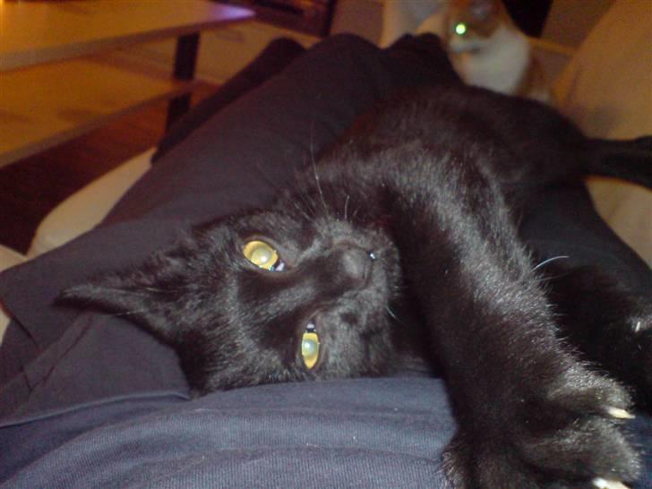 Huskat Viggo/Sorte billede 1