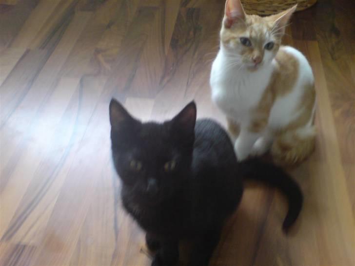 Huskat Viggo/Sorte billede 2