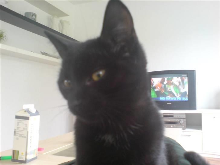 Huskat Viggo/Sorte billede 3