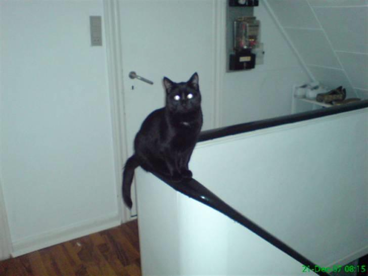 Huskat Viggo/Sorte billede 5