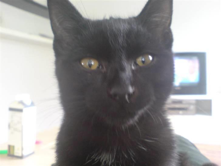 Huskat Viggo/Sorte billede 6