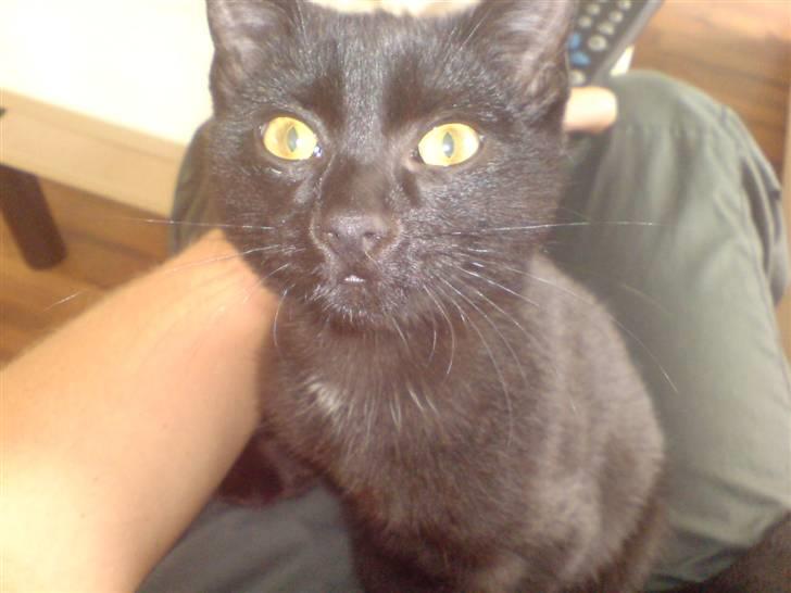 Huskat Viggo/Sorte billede 7