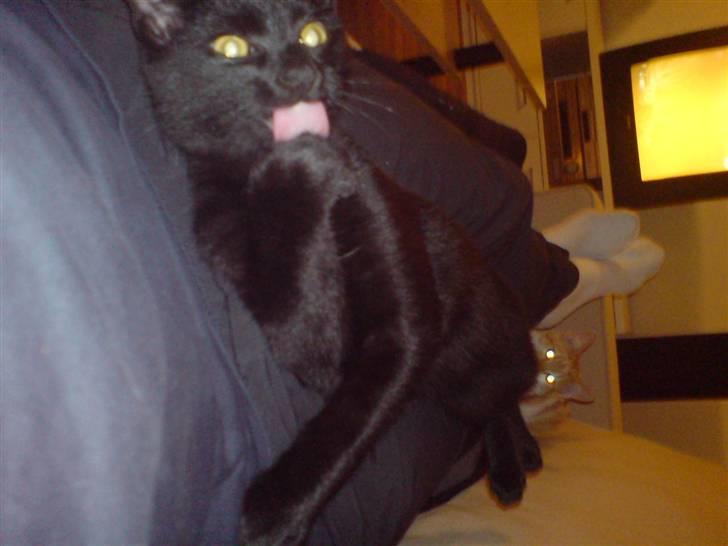 Huskat Viggo/Sorte billede 8