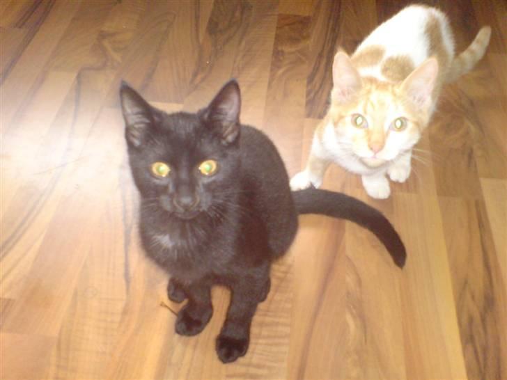 Huskat Viggo/Sorte billede 9