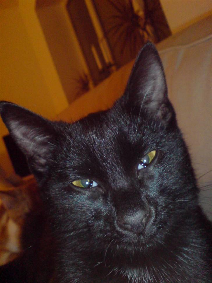 Huskat Viggo/Sorte billede 10