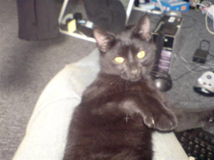 Huskat Viggo/Sorte billede 11