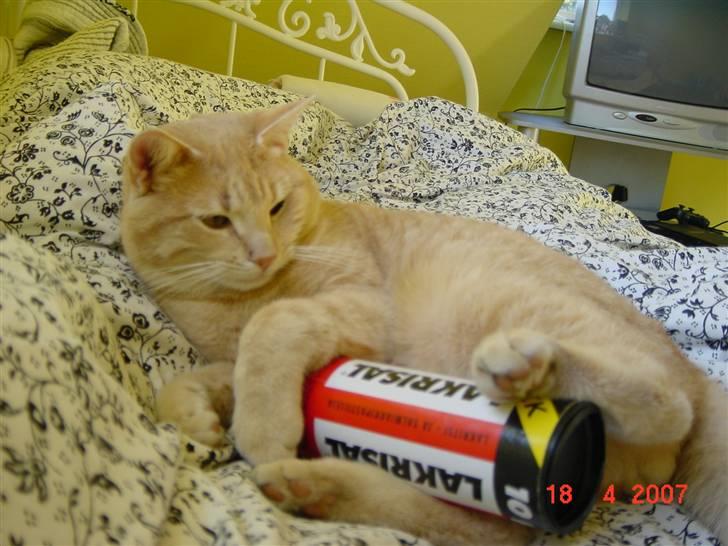 Huskat Lille Kaj billede 15