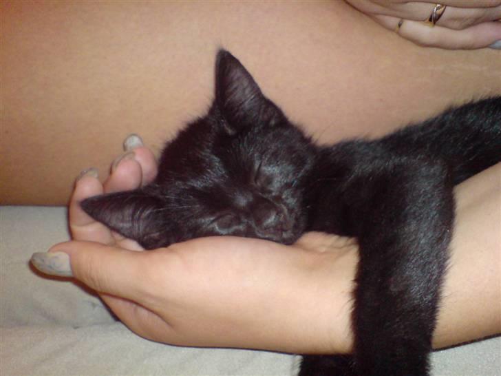 Huskat Viggo/Sorte billede 12