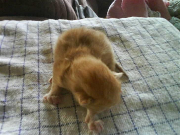 Huskat Oscar billede 1