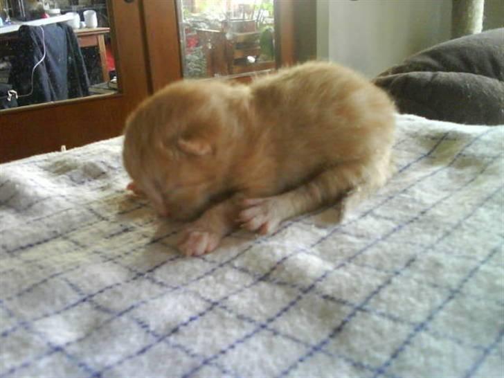 Huskat Oscar billede 2