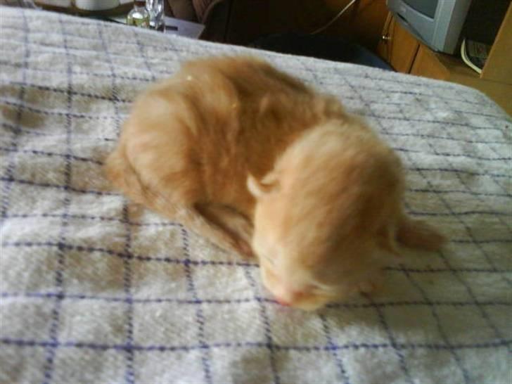 Huskat Oscar billede 3