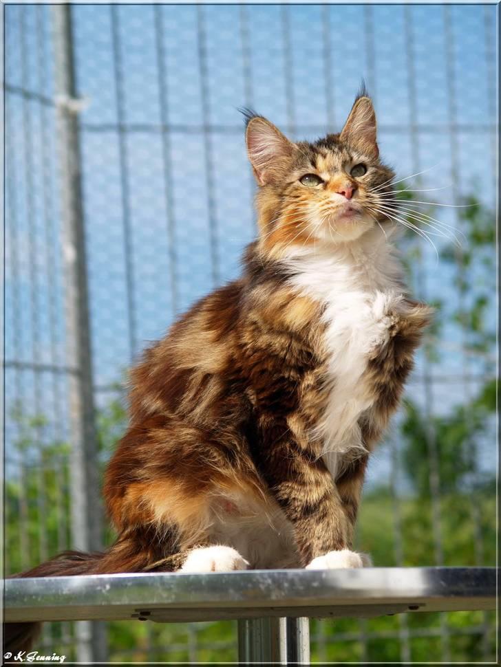 Maine Coon DK Abelone's Biki billede 12