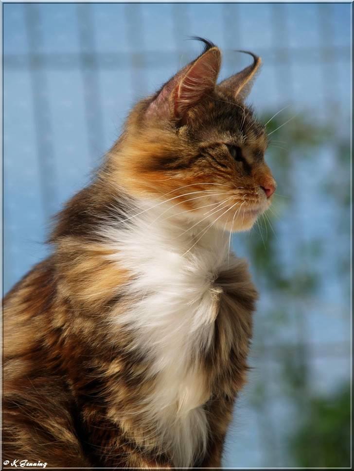 Maine Coon DK Abelone's Biki billede 13