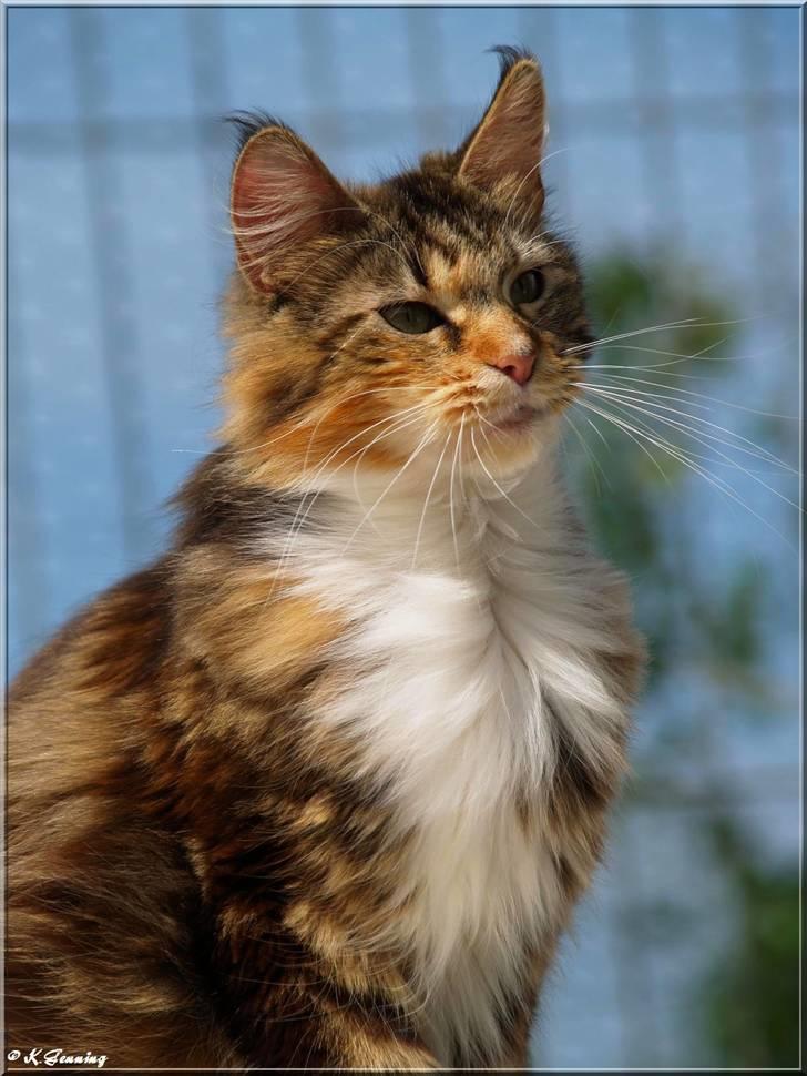 Maine Coon DK Abelone's Biki billede 14