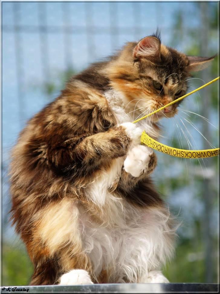 Maine Coon DK Abelone's Biki billede 15