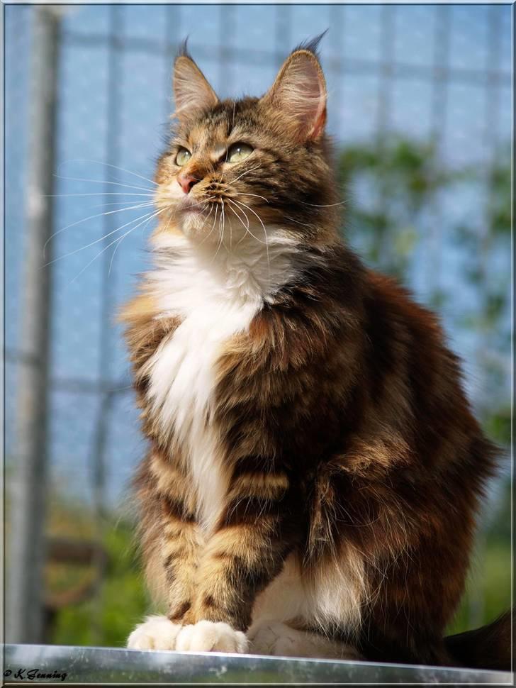 Maine Coon DK Abelone's Biki billede 16