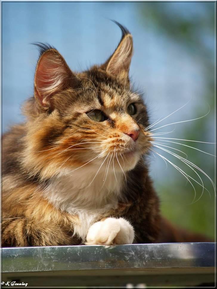 Maine Coon DK Abelone's Biki billede 17