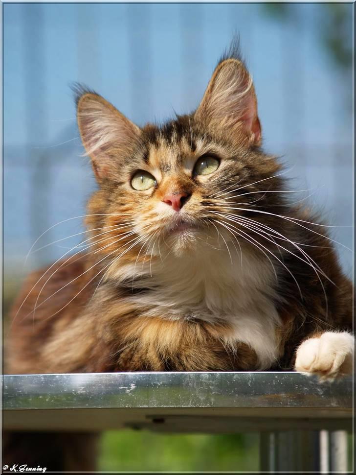 Maine Coon DK Abelone's Biki billede 18