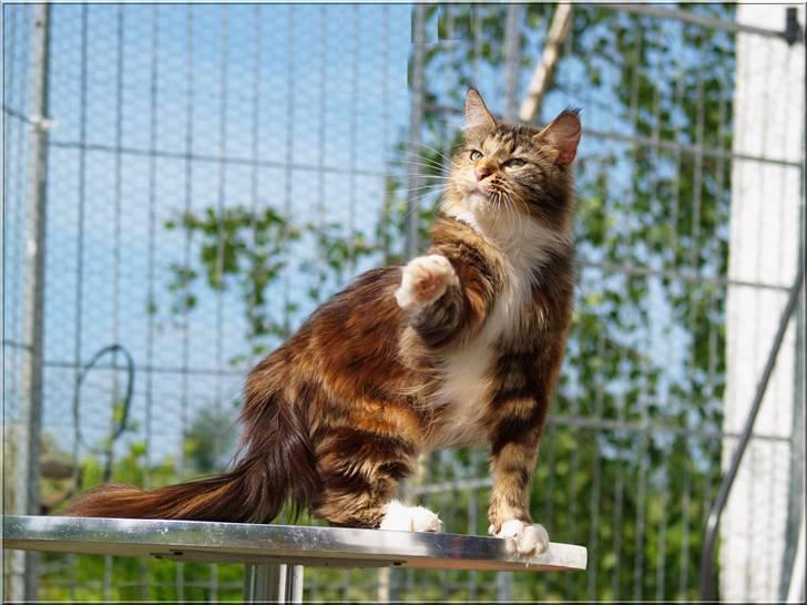 Maine Coon DK Abelone's Biki billede 19