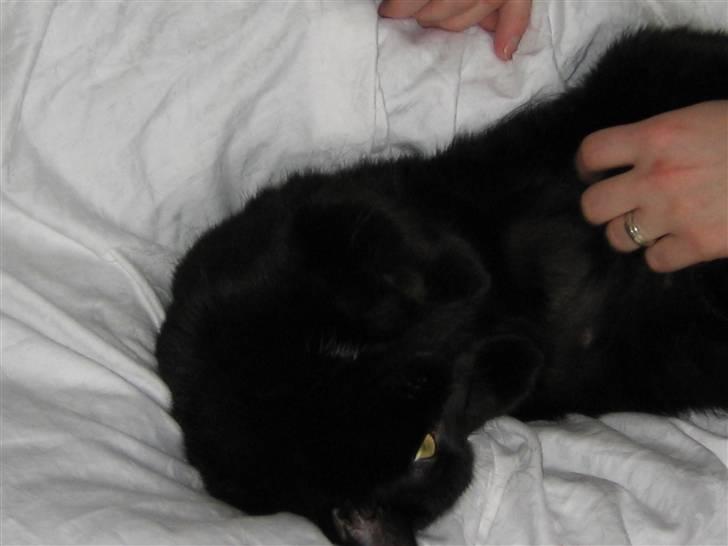 Huskat Mille billede 6