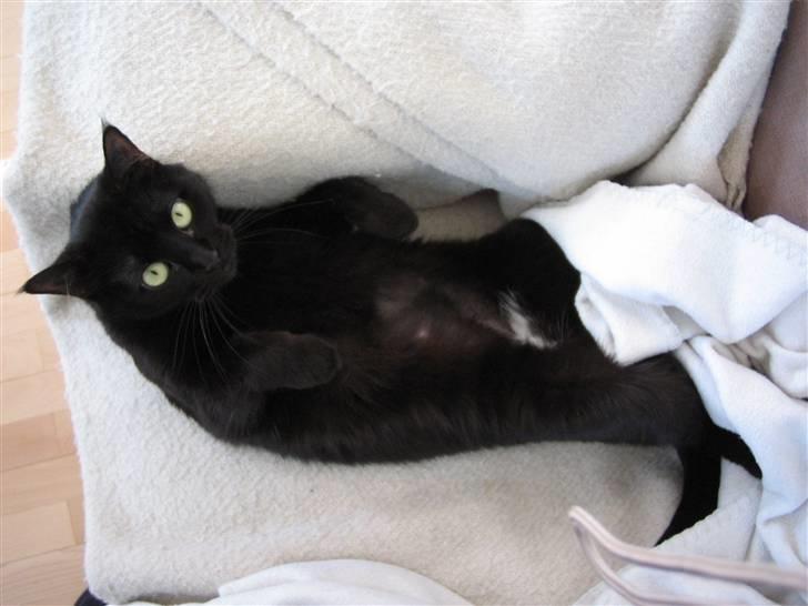 Huskat Mille billede 7