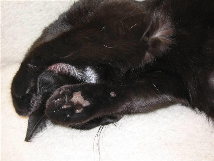 Huskat Mille billede 8