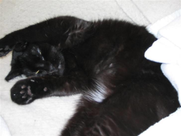 Huskat Mille billede 9