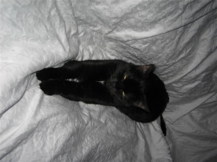 Huskat Mille billede 10