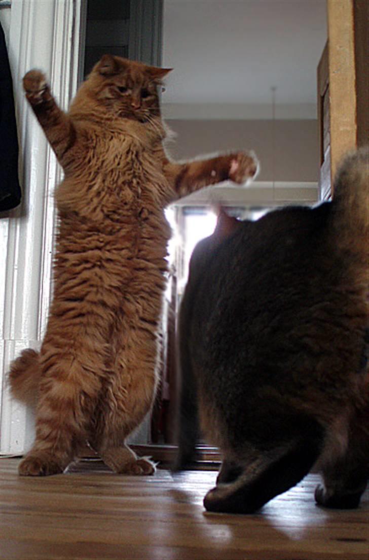 Maine Coon | Jaffe - JEG ER KONGE HER billede 5