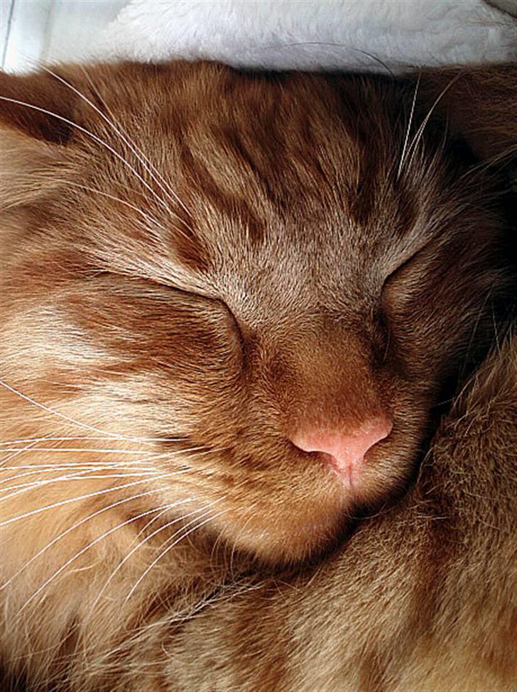 Maine Coon | Jaffe - Sovekat billede 6