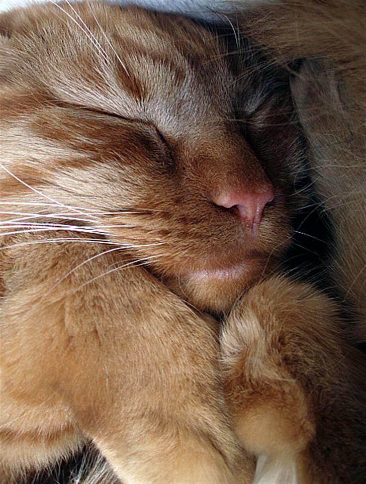 Maine Coon | Jaffe - xD billede 7