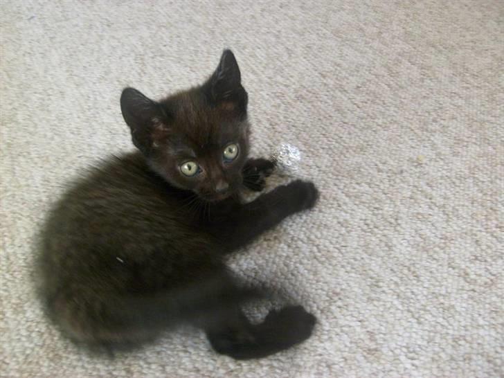 Blanding af racer Frederikke *Adopteret* billede 3