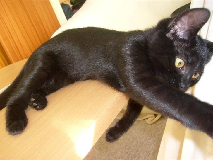 Blanding af racer Frederikke *Adopteret* billede 4