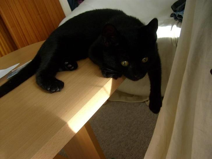 Blanding af racer Frederikke *Adopteret* - ligger lige og slapper af..  billede 5