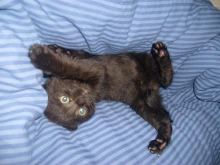 Blanding af racer Frederikke *Adopteret* - legesyg.. billede 6