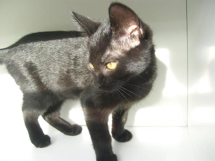 Blanding af racer Frederikke *Adopteret* billede 8