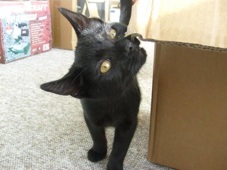 Blanding af racer Frederikke *Adopteret* billede 9