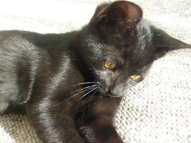 Blanding af racer Frederikke *Adopteret* billede 10