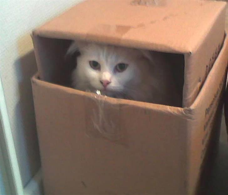 Blanding af racer Albert - I ka ik se mig vel ;-)) billede 16