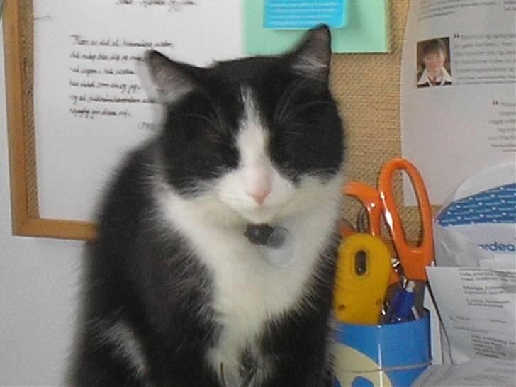 Huskat Mia - Så Cute <33 billede 11