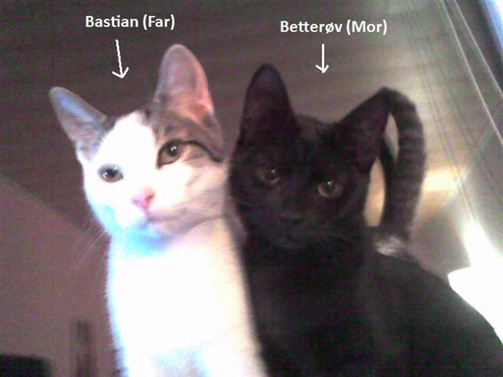 Blanding af racer Frederikke *Adopteret* billede 13