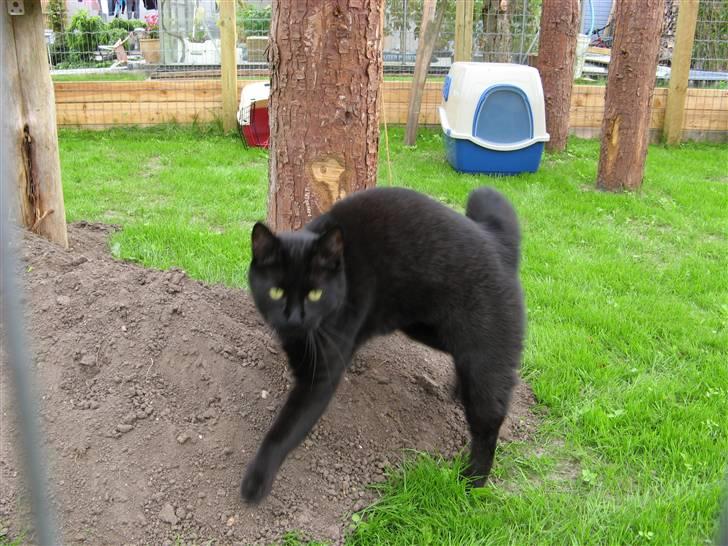 Huskat Nero - her er han så Nero udenfor billede 1