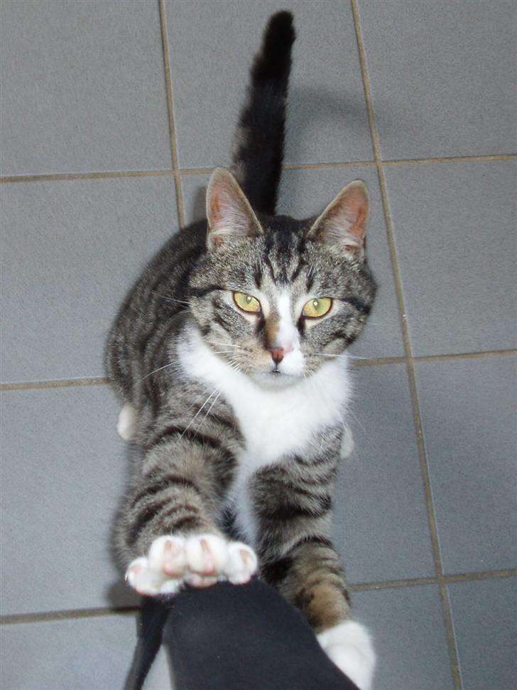 Huskat Cero | Væk :'/ - aller smukkeste Cero bølle <3 billede 10