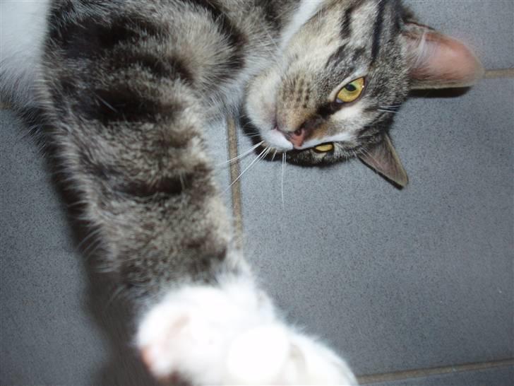 Huskat Cero | Væk :'/ billede 11