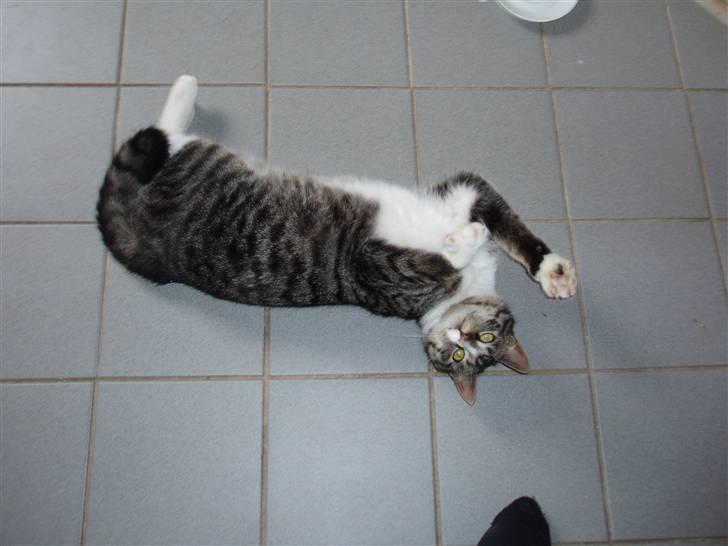 Huskat Cero | Væk :'/ billede 12