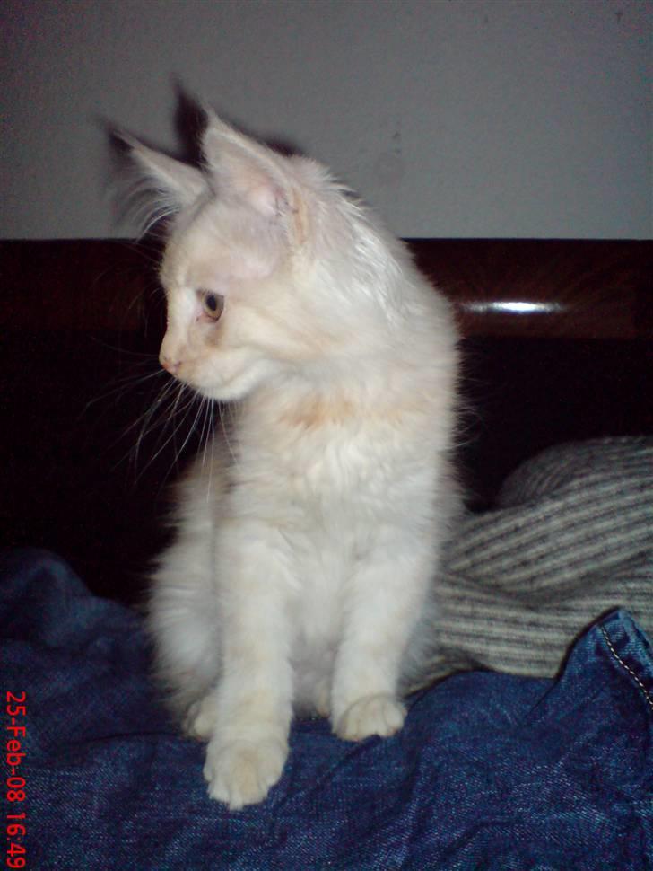 Maine Coon Zeus - Sidder på "far" billede 8