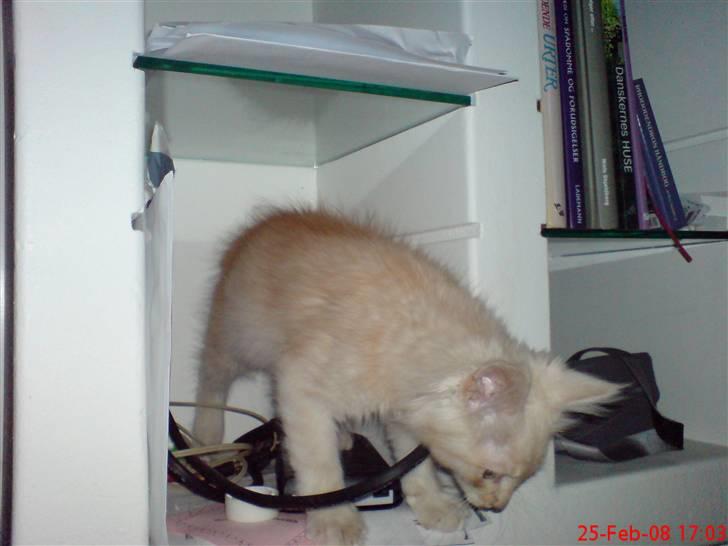 Maine Coon Zeus - Alt skal lige undersøges billede 9