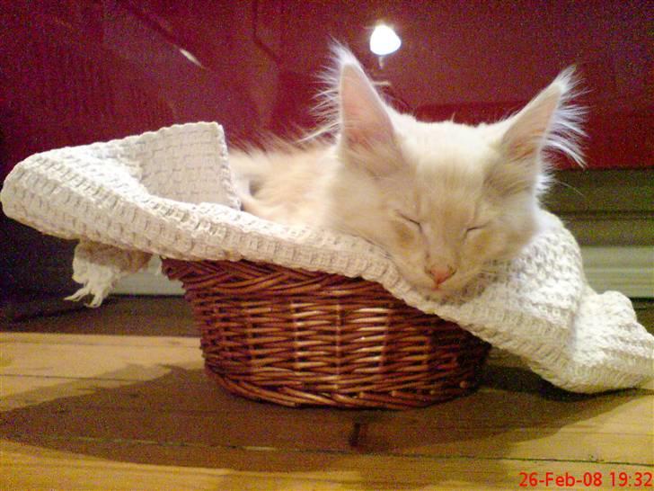 Maine Coon Zeus - Ta´r en slapper i "veje-kat-kurven" billede 10