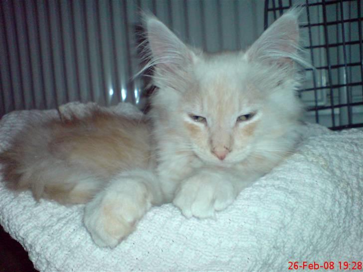 Maine Coon Zeus - Det er slet ikke så slemt at blive vejet, når man bare kan få lov at blive liggende bagefter billede 11