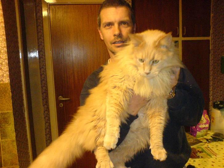 Maine Coon Felix - Oppe og hænge på armen ;-) billede 6